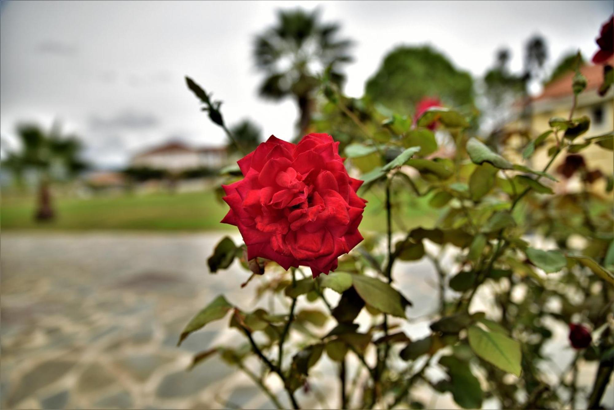 Elpida Hotel อลิกานาส ภายนอก รูปภาพ